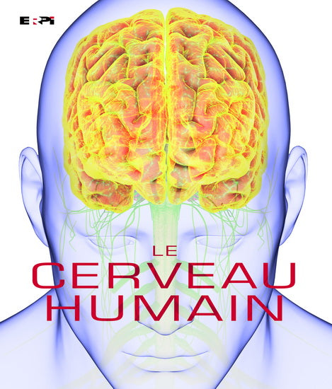 Le cerveau humain